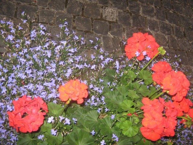IMG 3980
