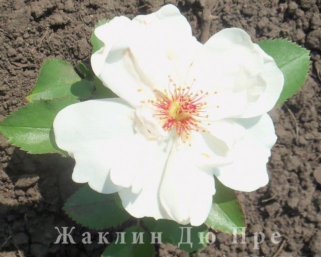 Изображение 040
