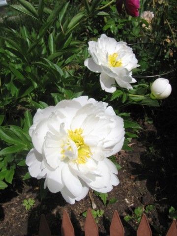 IMG 0211 мисс америка
