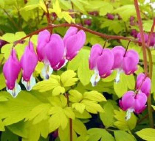 1458 gold heart bleeding heart dicentra