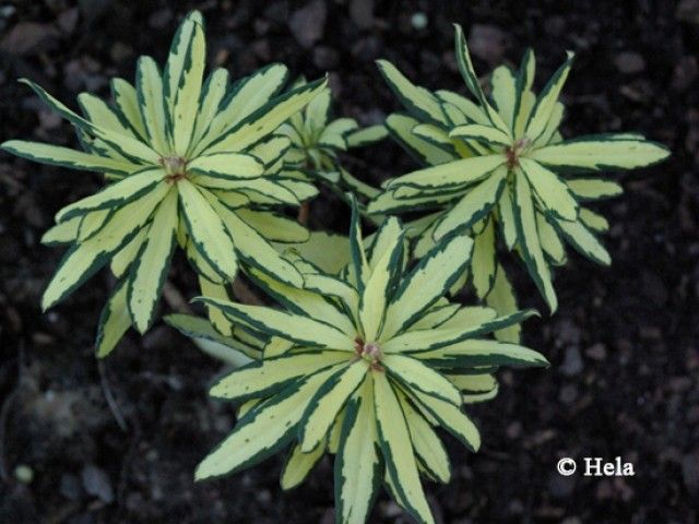 daphne x burkwoodii briggs moonlight ps