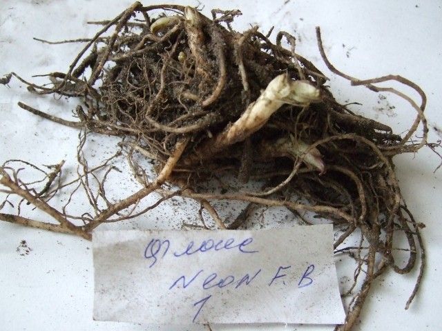 2012 0307 флокс Neon F B  Форум