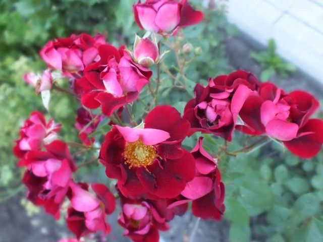 DSCF1765