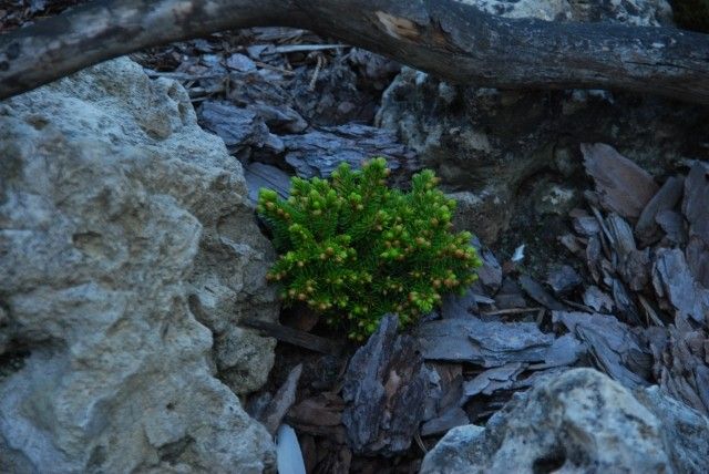 Picea orientalis Spring Grove 2011 год