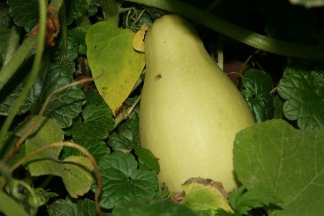 лиана