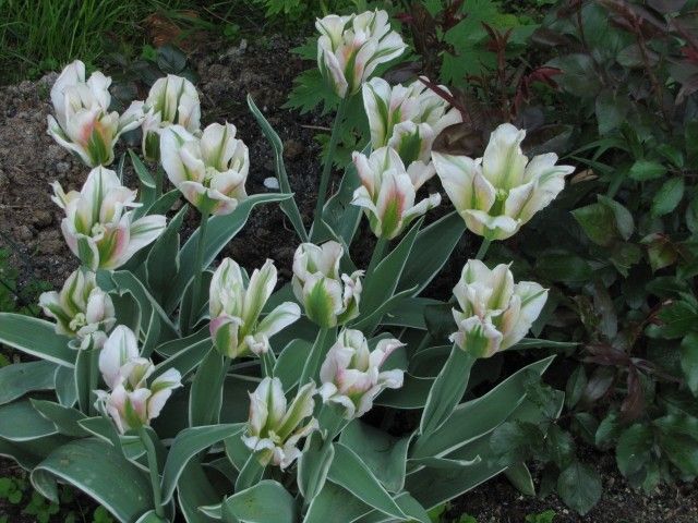 Чайна Таун 5