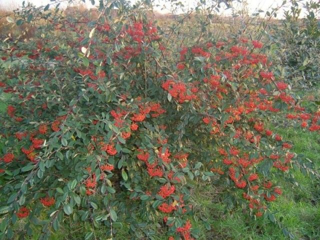 Cotoneaster Rosac es Cotoneaster lacteus cotoneaster lacteus 20 09 2011 15 59 43