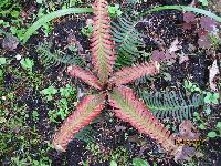blechnum nipponicum