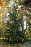 DSC03036
