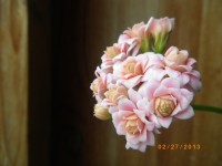 IMGP5056