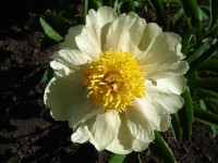 Claire de Lune 1