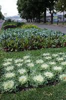 IMG 9984 r