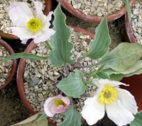 ranunculus calandrinoides 06 03