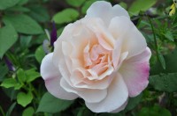 DSC 0790