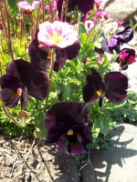 Изображение 025