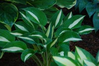 Hosta Ryski Business