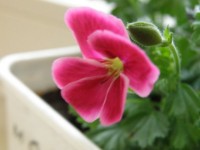 var www storage1 temp 12 99 16 OnQ2TUNmpA