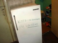 кот