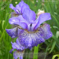 sibirskiy iris Raindrop Melody 5