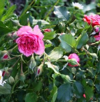 Rosarium Uetersen