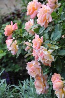 Ruffle s Dream  8