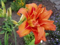 Фулва Квансо