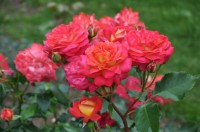 DSC 0057