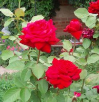 неизв старушка крупно