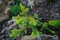 Picea abies Aurea Magnifica
