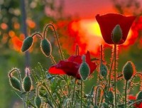 56783576 51713123 20201