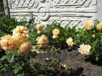 DSCF1298