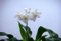 DSC00965