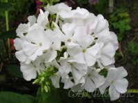 White Flame sf