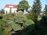 juniperus procum