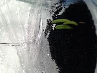 IMG 7577  2