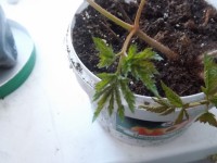 фото из фотика 227
