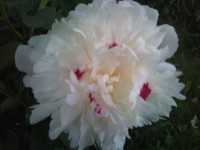 фестива максима4