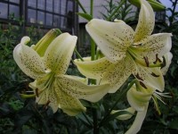 Владимирка