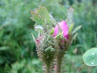 DSC02195
