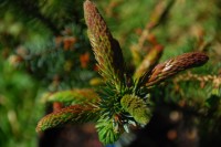 Picea omorika Roter Austrieb