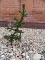 Picea pungens  Lucky Strike