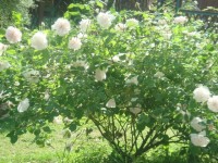 DSC00277