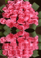 розы и отражение