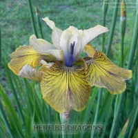 sibirskiy iris Here Be Dragons 5