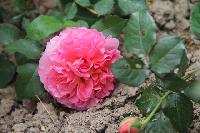167 	Ingwer J  Jensen Rose