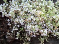 Изображение 065