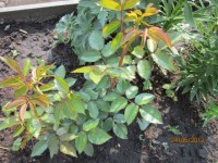 роза видимо дичка