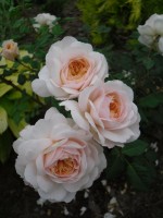 Crocus Rose6
