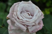 DSC 0010