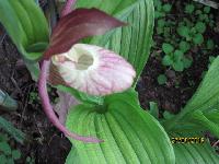 Циприипедиум